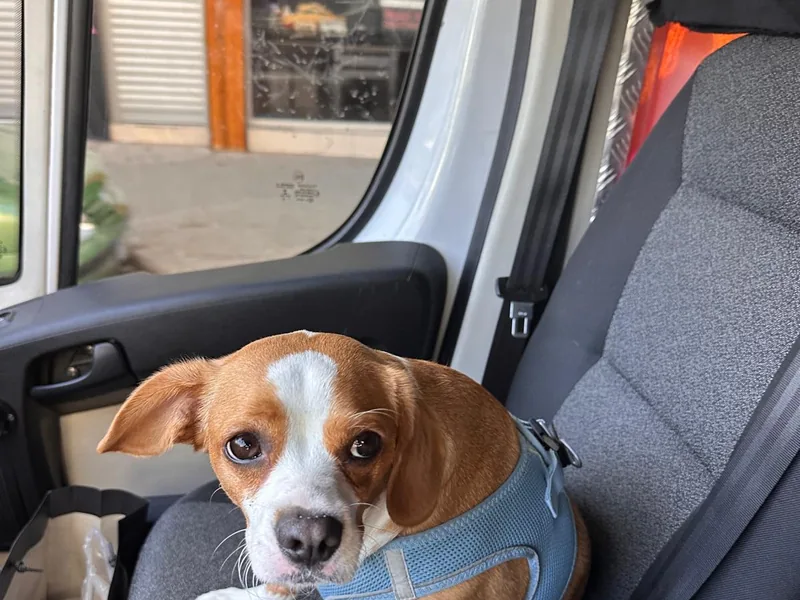 Emniyet kayışı takılı küçük bir köpek, pet taksi aracının ön koltuğunda oturuyor